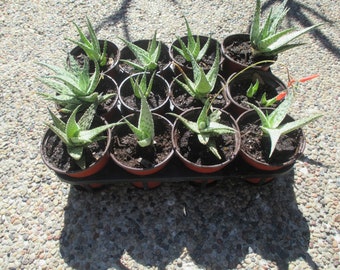 Aloe Doran Black Succulent Beneficial Live Plant