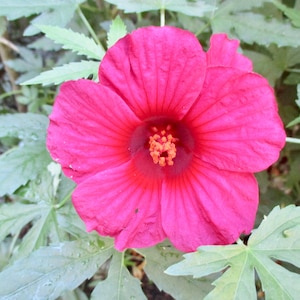 Hibiscus Monarch Rosemallow aka October Rose (Hibiscus Radiatus) Live plant