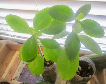Kalanchoe Pinnata L. Live Plant (Bryophyllym Pinnatum) Miracle Leaf, Leaf of Life, Cathedral Bells; Beneficial Succulent Herb