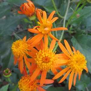 May include: Close-up of vibrant orange flowers with yellow centers and long, slender petals. The flowers are in full bloom, surrounded by green foliage. The image captures the natural beauty of the plant.