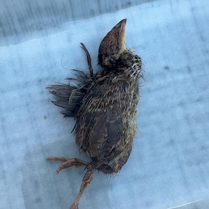 Dehydrated Quail Nuggets