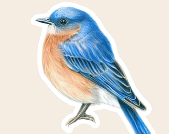 May include: A sticker featuring a detailed colored pencil illustration of an Eastern bluebird. The bird has vibrant blue feathers on its head, wings, and tail, with a soft orange-brown chest and a white underbelly, standing on thin dark legs.