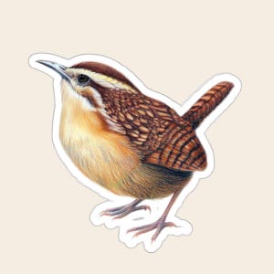 Puede incluir: Una pegatina con una ilustración detallada de un chochín de Carolina con el dorso y las alas de color marrón intenso con patrones, el pecho de color crema y una franja blanca distintiva sobre el ojo. El ave aparece de perfil con un pico afilado.