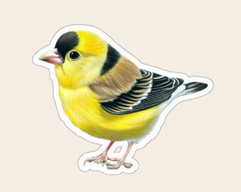 Puede incluir: Una ilustración detallada de un jilguero con un cuerpo de color amarillo brillante, una mancha negra en la cabeza y alas negras con franjas blancas. El ave tiene un pico pequeño de color claro y patas finas de tono rosado amarronado.