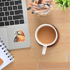 Red-shoulder Hawk Sticker: Colored Pencil Artwork