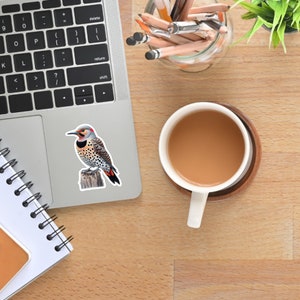 Northern Flicker Vinyl Sticker, Bird Decal in 4 Sizes, White or Clear