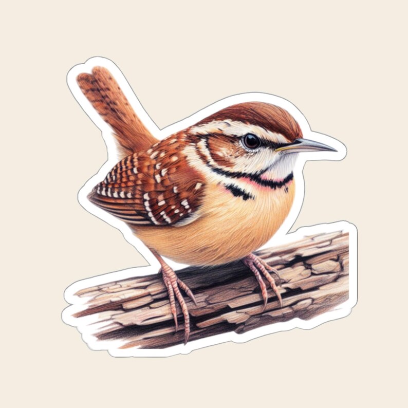 Carolina Wren vinyl sticker displayed with a solid white border. The sticker is shown alone against a warm ivory background.