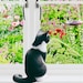 Luna's Window