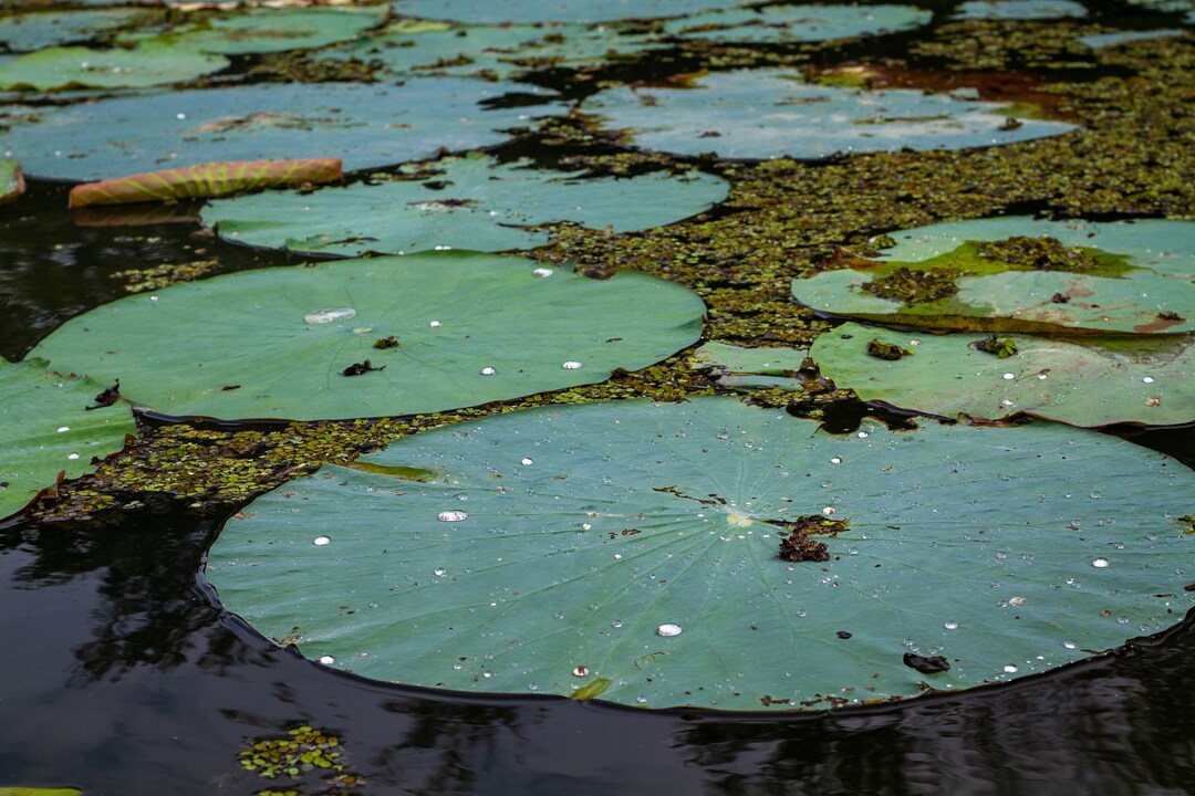 Lilly Pads, Louisiana Swamp, Bayou, River, Detail Photo, Louisiana