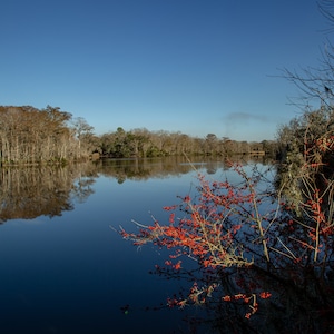 The Vermilion river in winter, Louisiana swamp, cypress trees, state parks, art photos, digital download, palmetto Island state parks LA
