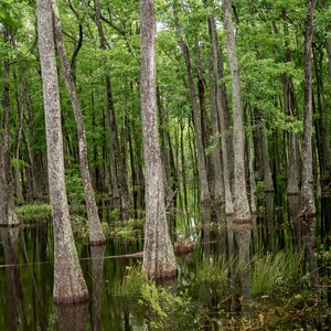 Cypress trees, lake, cypress swamp, Morgan City, landscape, Louisiana swamp, digital download
