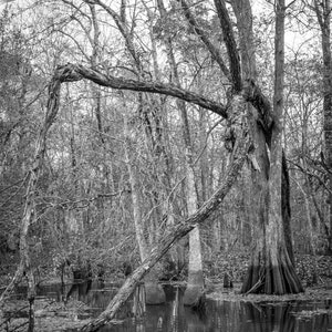 Weeping tree on the bayou, swamp, Louisiana, abandoned, creepy, photo art, digital download