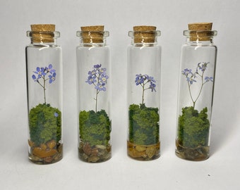 tall Forget me not botanical jars / gift / ornaments