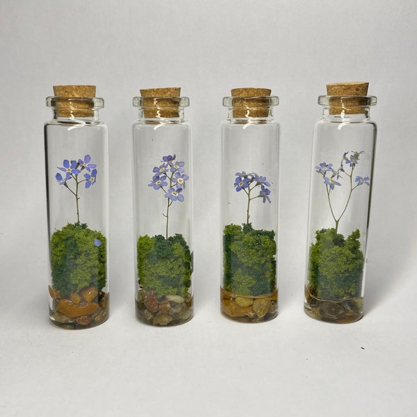 tall Forget me not botanical jars / gift / ornaments