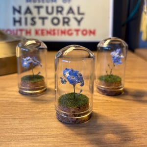 Op de afbeelding: Drie glazen potten met kurken stoppen bevatten kleine blauwe vergeet-mij-nietjes en groen mos. De potten staan op een houten oppervlak.
