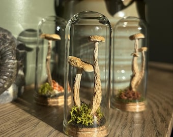 Hongo real conservado en una cúpula de vidrio, exhibición botánica única / regalo / adorno / terrario