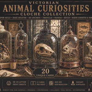 Könnte beinhalten: Eine digitale Sammlung mit dem Titel Victorian Animal Curiosities Cloche Collection mit 20 einzigartigen Karten. Das Bild zeigt verschiedene Glasglocken mit Exemplaren wie einer Vogelspinne, einem Fledermausskelett, einem Vogelschädel und einem Fischskelett.