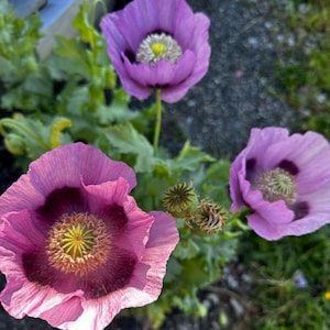 Giant Purple Poppy Seeds 100+