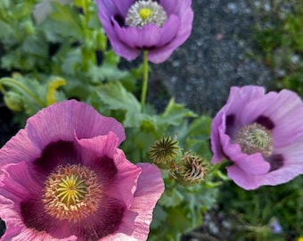 May include: Close-up of three purple poppy flowers with yellow centers and green stems. The petals have a delicate, ruffled texture. The flowers are surrounded by green leaves and buds.