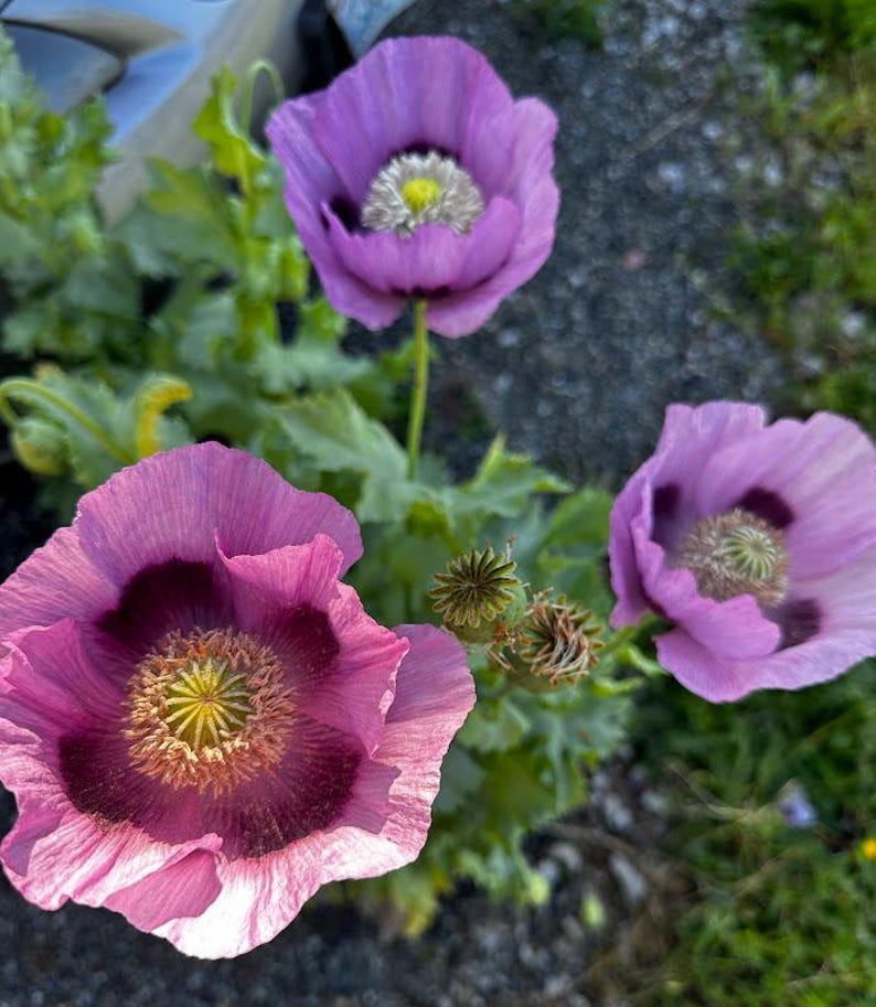 Small Ruffled Poppy Giant Purple Poppy Seeds 100+ - Etsy