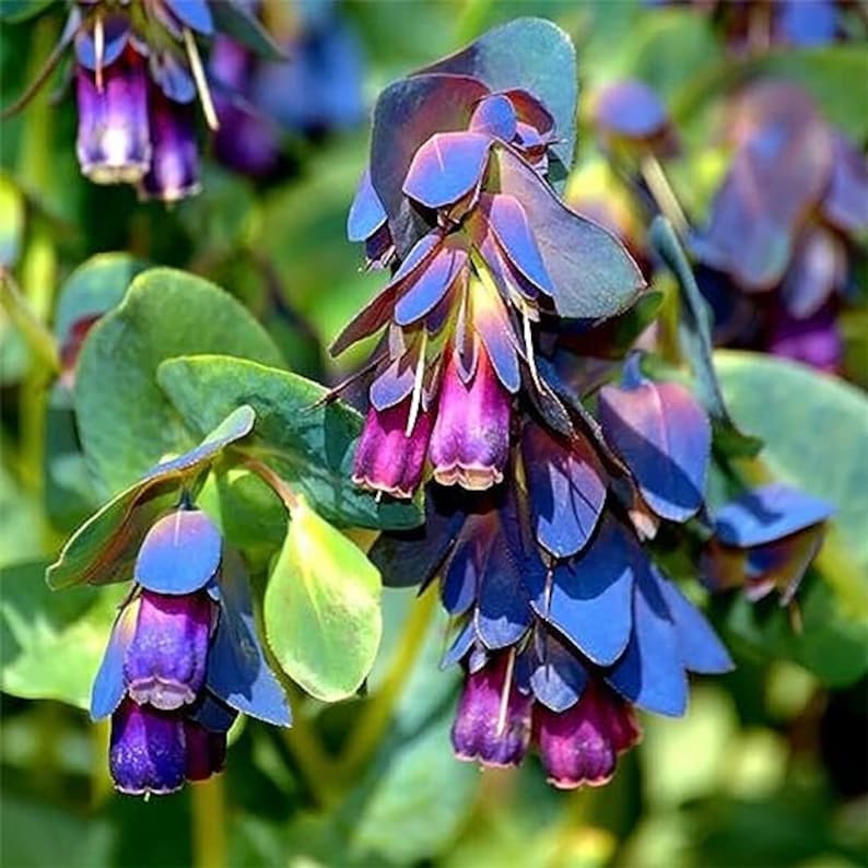Cerinthe Major/honeywort - 12 Seeds - Etsy