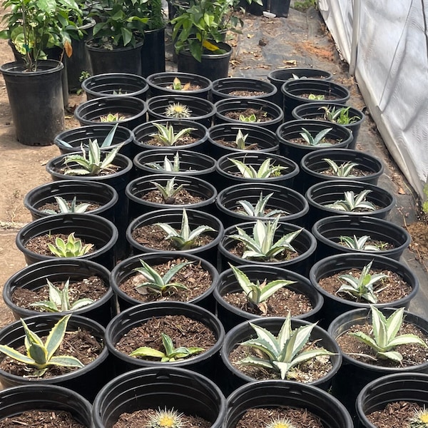 Agave Americana Picta- white line