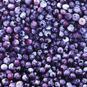 QT Fabrics, Blueberries, Blueberry Fabric 100%Cotton Fabric, Sewing, quilting fabric, kitchen fabric, food fabric, fruit fabric