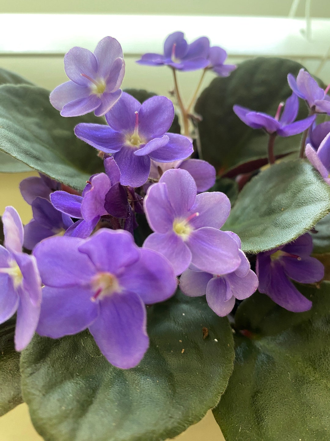 Looxo Pretty African Violet Leaf Set 2 Leaves - Etsy
