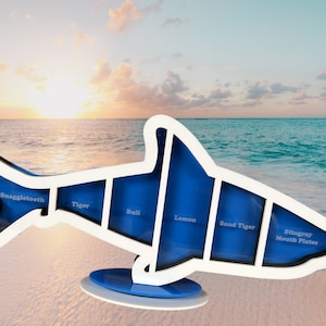 May include: A white shark-shaped shelf with blue compartments labeled "Snaggletooth", "Tiger", "Bull", "Lemon", "Sand Tiger", and "Stingray Mouth Plates". The shelf is on a white and blue stand and is on a beach with a sunset in the background.