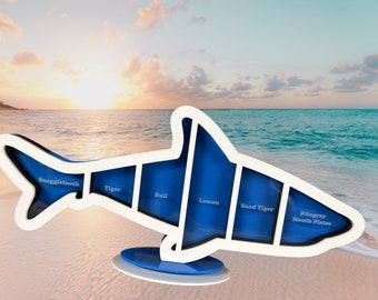 6 Section Custom Shark Tooth Shadow Box – Display Your Treasures!