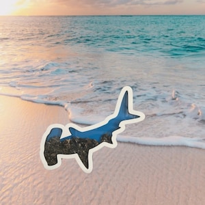 Hammerhead Custom Shark Tooth Shadow Box – Display Your Treasures!