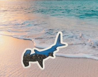 Hammerhead Custom Shark Tooth Shadow Box – Display Your Treasures!