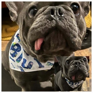Dog Name bandana collar