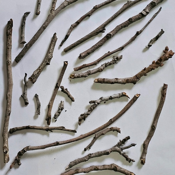 Pecan South Texas Real Tree Twigs and Pieces for Hobby, Natural Wood Craft Supplies, Fairy Garden, Creative Gifts, Tree Art, 35 Pieces