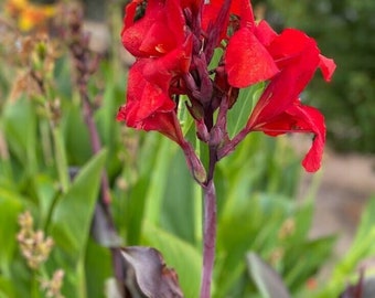 Cleopatra’ Red with dark exotic leaves Canna Lily- 1xrhizome