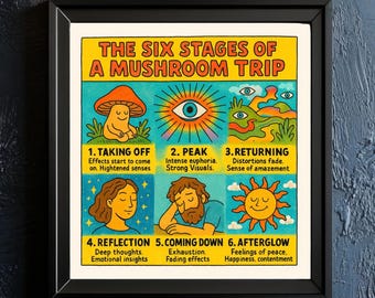 May include: A colorful illustrated poster depicting the six stages of a mushroom trip. The poster features a mushroom, an eye, a landscape, a person with closed eyes, a person with their head in their hands, and a sun. The text on the poster reads "The Six Stages of a Mushroom Trip" and lists the six stages: Taking Off, Peak, Returning, Reflection, Coming Down, and Afterglow.