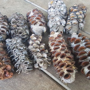 May include: A collection of ten brown, grey, and white dried seed pods with a textured, spiky surface. The pods are arranged on a wooden surface.