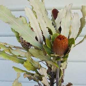 May include: A close-up of a Banksia flower arrangement. The arrangement features a variety of textures and colours, including spiky seed pods, green leaves, and a brown, textured flower. The leaves are a pale green with jagged edges.