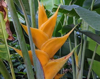 Cream Heliconia Caribaea Rhizome - Vibrant Tropical Plant for Your Garden (1 live rhizome)