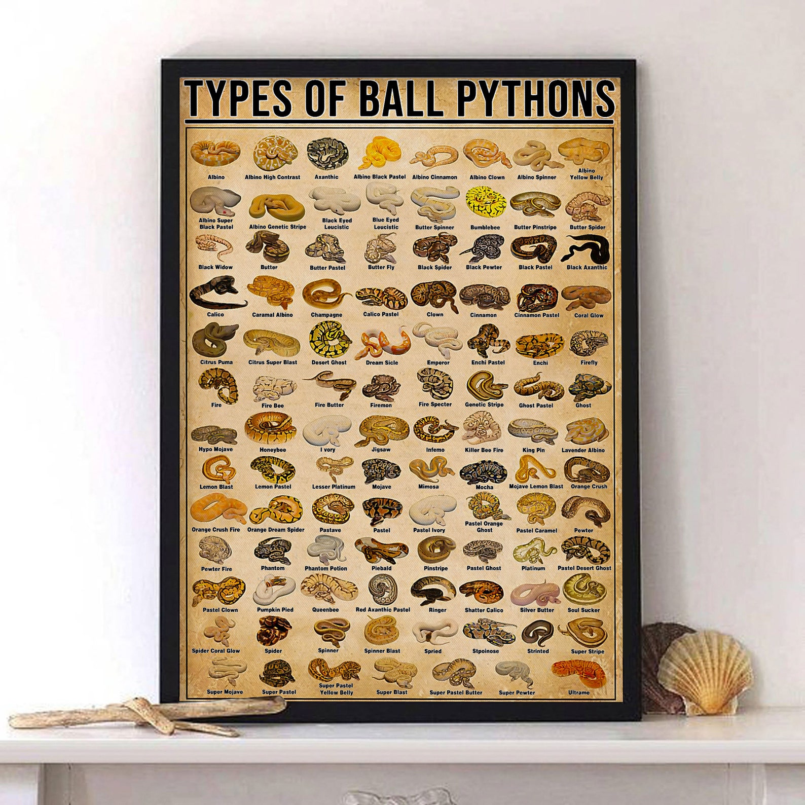 Types of Ball Python Knowledge Poster, Ball Python Matte Poster, Ball ...