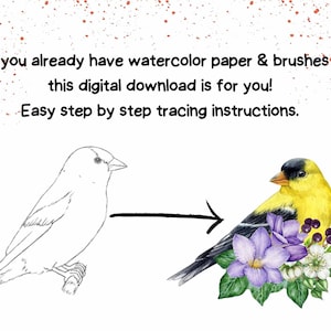 Pode incluir: Download digital com uma ilustração de pássaro em aquarela. A imagem mostra um desenho a traço de um pássaro ao lado de uma pintura em aquarela colorida do mesmo pássaro. O texto diz: "Se você já tem papel aquarela e pincéis, este download digital é para você! Instruções de rastreamento passo a passo fáceis."