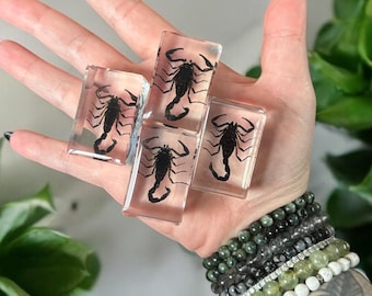 Preserved Scorpion Oddity in Epoxy Resin