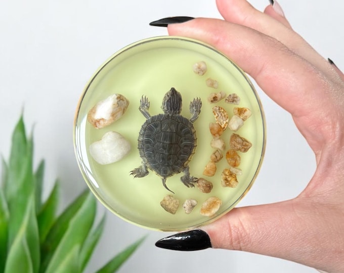 Preserved Turtle Oddity in Epoxy Resin with UV Reactive Luminous