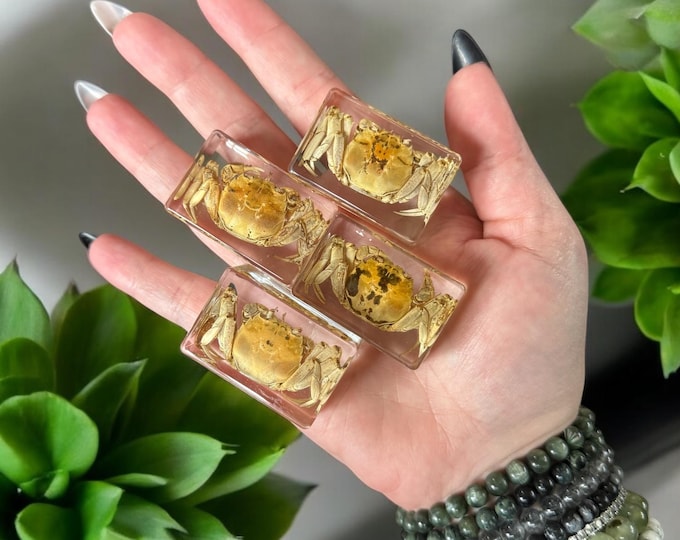 Preserved Crab Oddity in Epoxy Resin