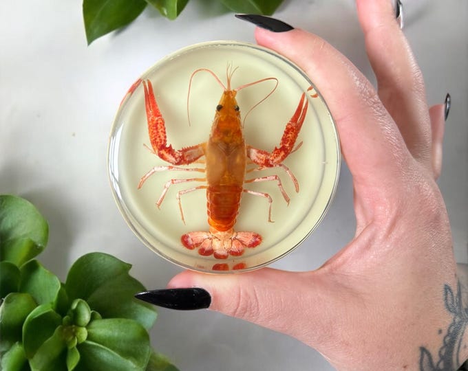 Preserved Lobster Oddity in Epoxy Resin with UV Reactive Luminous