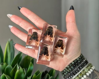 Preserved Cicada Oddity in Epoxy Resin