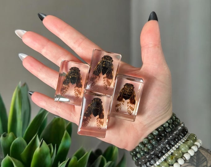 Preserved Cicada Oddity in Epoxy Resin