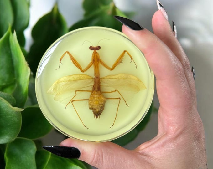 Preserved Praying Mantis Oddity in Epoxy Resin with UV Reactive Luminous