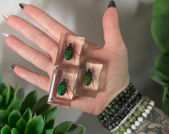 Preserved Iridescent Beetle Oddity in Epoxy Resin