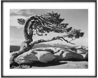 Ansel Adams, 'Jeffrey Pine', Fine art print, Various sizes